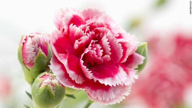 CNN's tweet image. Early #ValentinesDay? High school senior hands out 900 flowers to girls at school cnn.it/20tn86q