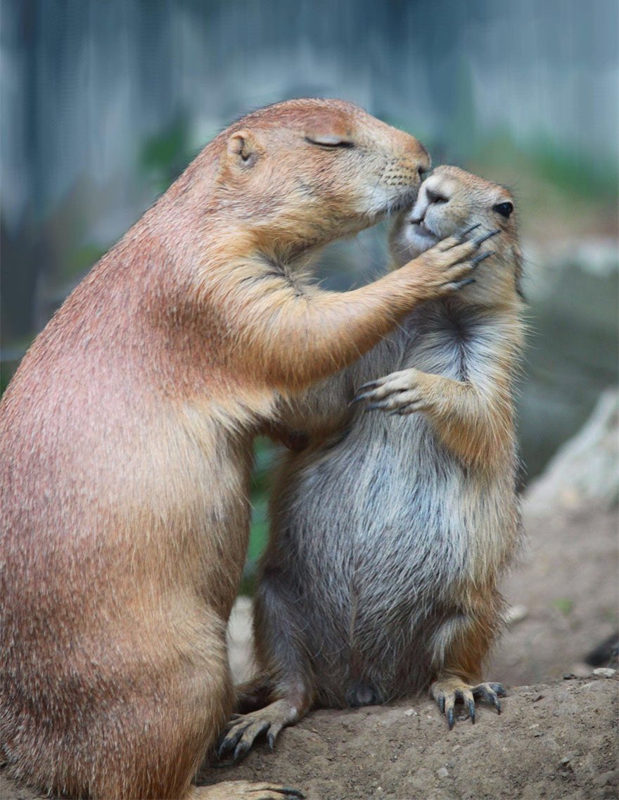 山田ホタテ 動物たちが人間のようにキスをしてる写真わんさか T Co Nr0t1jwnye T Co 0cizektixd 山田ホタテ 動物たちが人間のようにキスをしてる写真わんさか T Co Nr0t1jwnye T Co 0cizektixd
