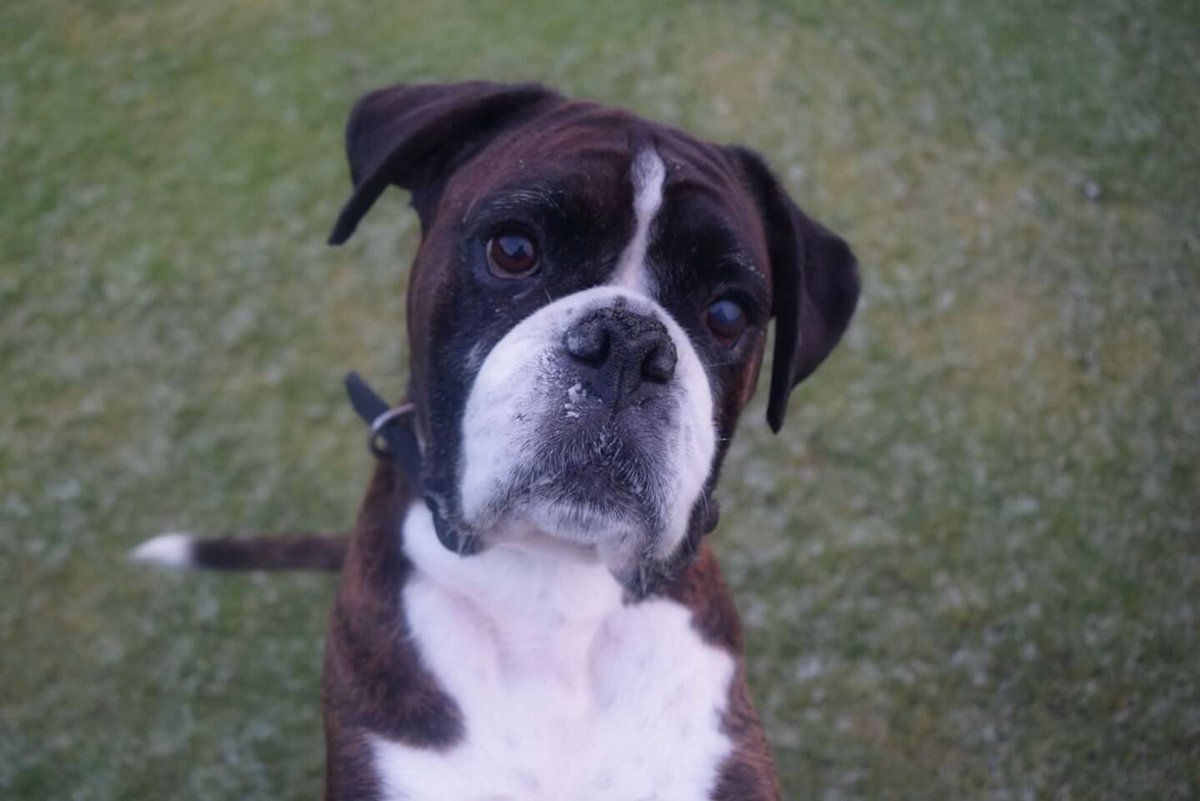 jiffyross's tweet photo. @jtimberlake I believe you own a boxer dog? 😊 my 2 babies 🐶🐶 https://t.co/PgsgauzNNI