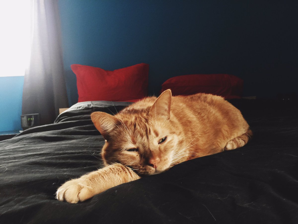 SteveXStaffan's tweet photo. Johan. #cat https://t.co/SfpmixkOs1
