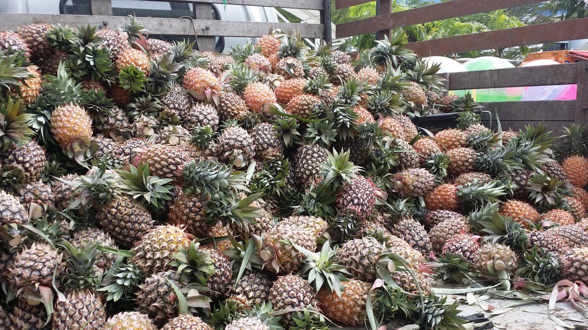 MyCebuCare's tweet photo. WOW bangga aku tengok satu lori Nanas Josapine hasil R&amp;D MARDI kat pasar tani digemari kerana kualitinya @MARDItweet https://t.co/Mjmbleh8Pd