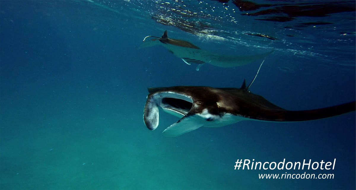 RincodonHotel's tweet photo. It's #Manta #Saturday! Always #amazing &amp; #Spectacular. #RincodonHotel #Maamigili #Maldives #Adventure #Travel #love https://t.co/IEBLKDOCda