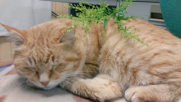 フラワーショップ花夢 ソリダコの花言葉 永遠の少年 私に振り向いて 誕生花 7月 4日 花言葉 ソリダコ 相互フォロー 猫好きさんと繋がりたい T Co Ork79wha5p