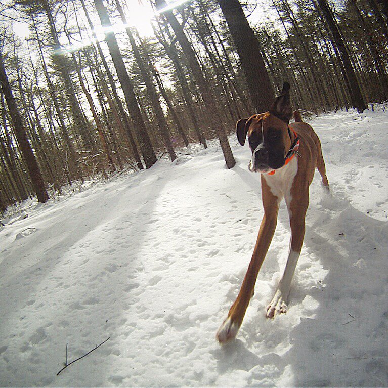 iKingChord's tweet image. Don't stop till you get enough. #runningthroughthewoods   #boxer #boxerdog #boxerpuppy #boxernation  #boxeraddict