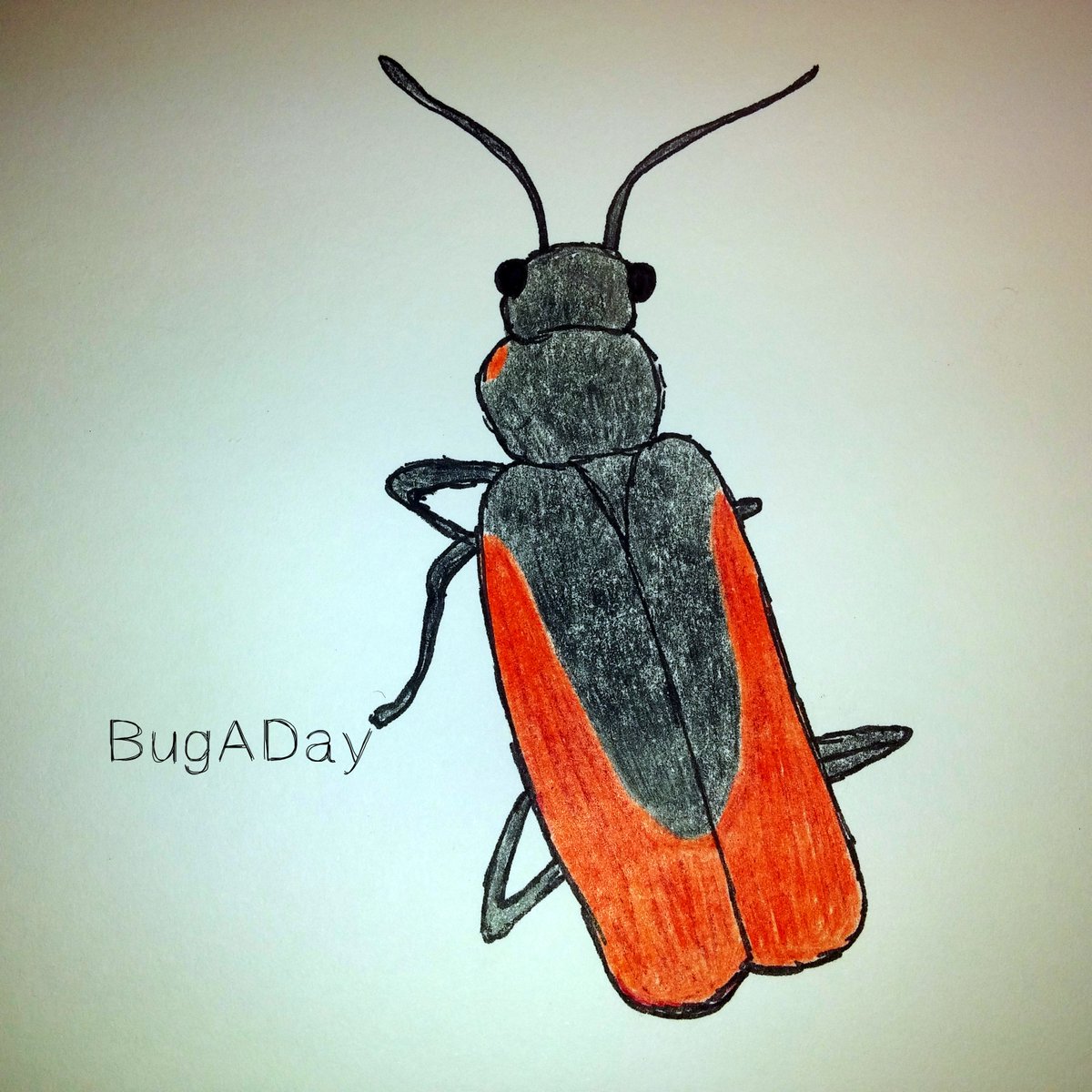 pencil_roll's tweet image. BugADay: The Scarlet Malachite Beetle is one of the rarest insects in the UK.
#BugADay #insects #beetle #drawing #…