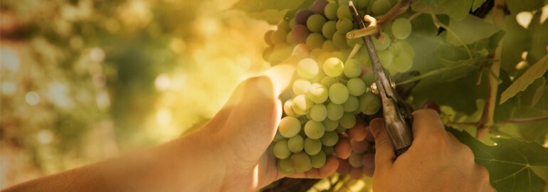 Backpacker Tax Survey Results - workingholidayjobs.com.au/backpacker-tax…