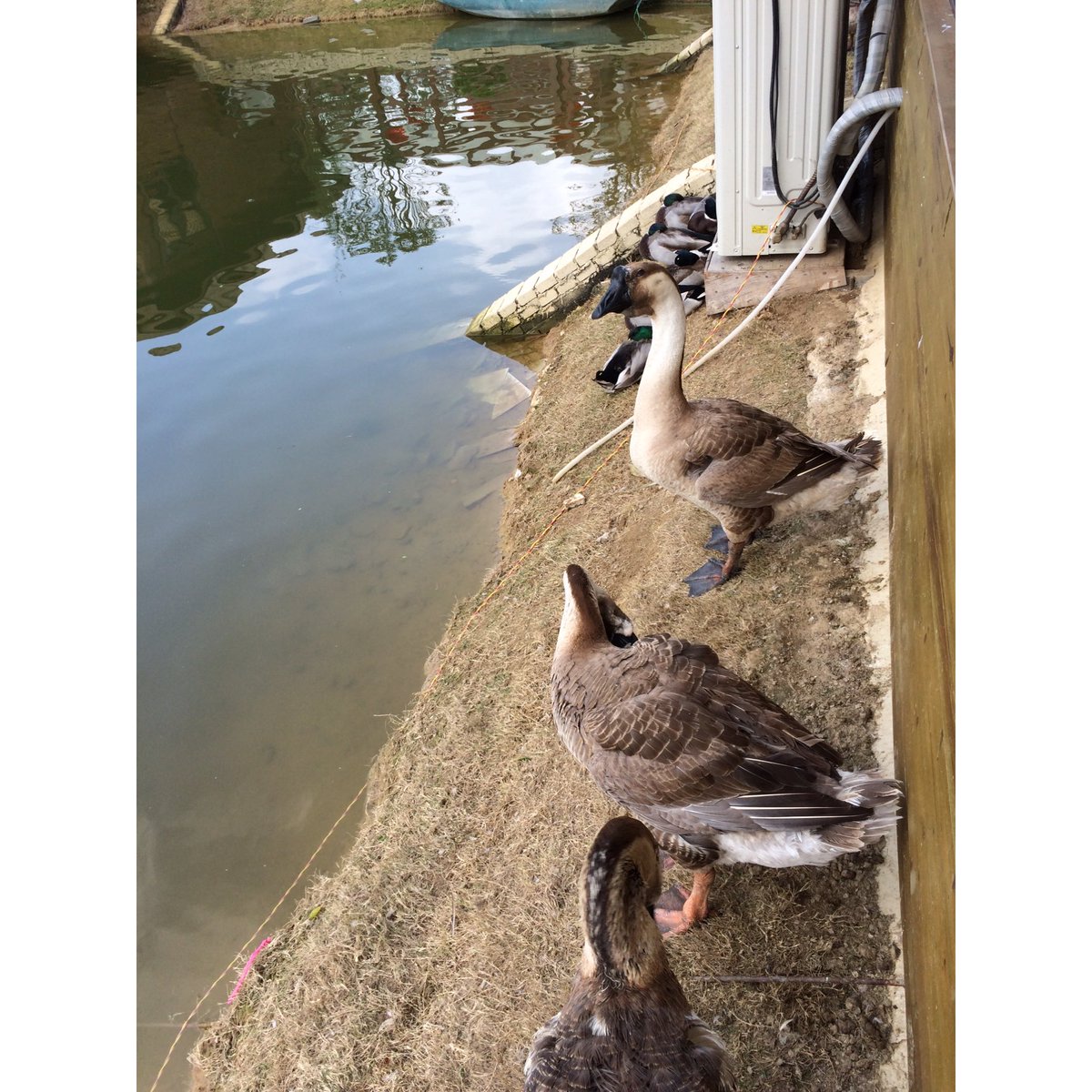 SingSingRabbit's tweet image. 冇嘢嘅，睇完雞咪睇下鵝囉！
#singsing_rabbit #SingSingrabbit #星星兔 #睇下鵝咁囉！