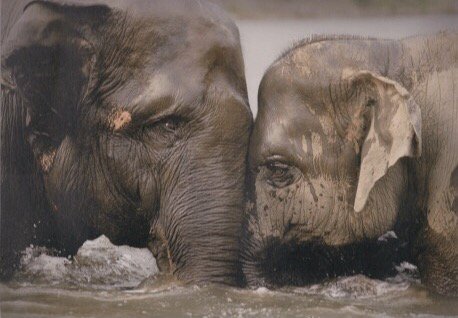 ElephantNatureP's tweet photo. Dok Ngern and Tong Jaan spending time together in the river #elephantnaturepark #giveelephantshope #elephants #Asia https://t.co/t5dYIdviub