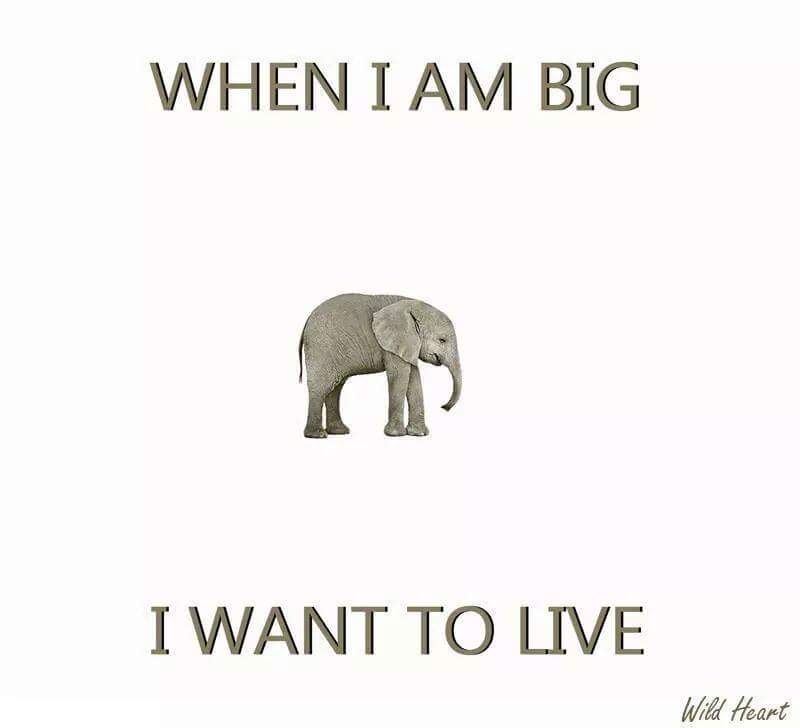 Wildlifeatheart's tweet photo. ☆☆ When I am big, I want to LIVE ☆☆
#EthicalConservation #WHWF #HandsOffOurWildlife 
Support https://t.co/uArb5PcDNh https://t.co/HmlpREX0MR