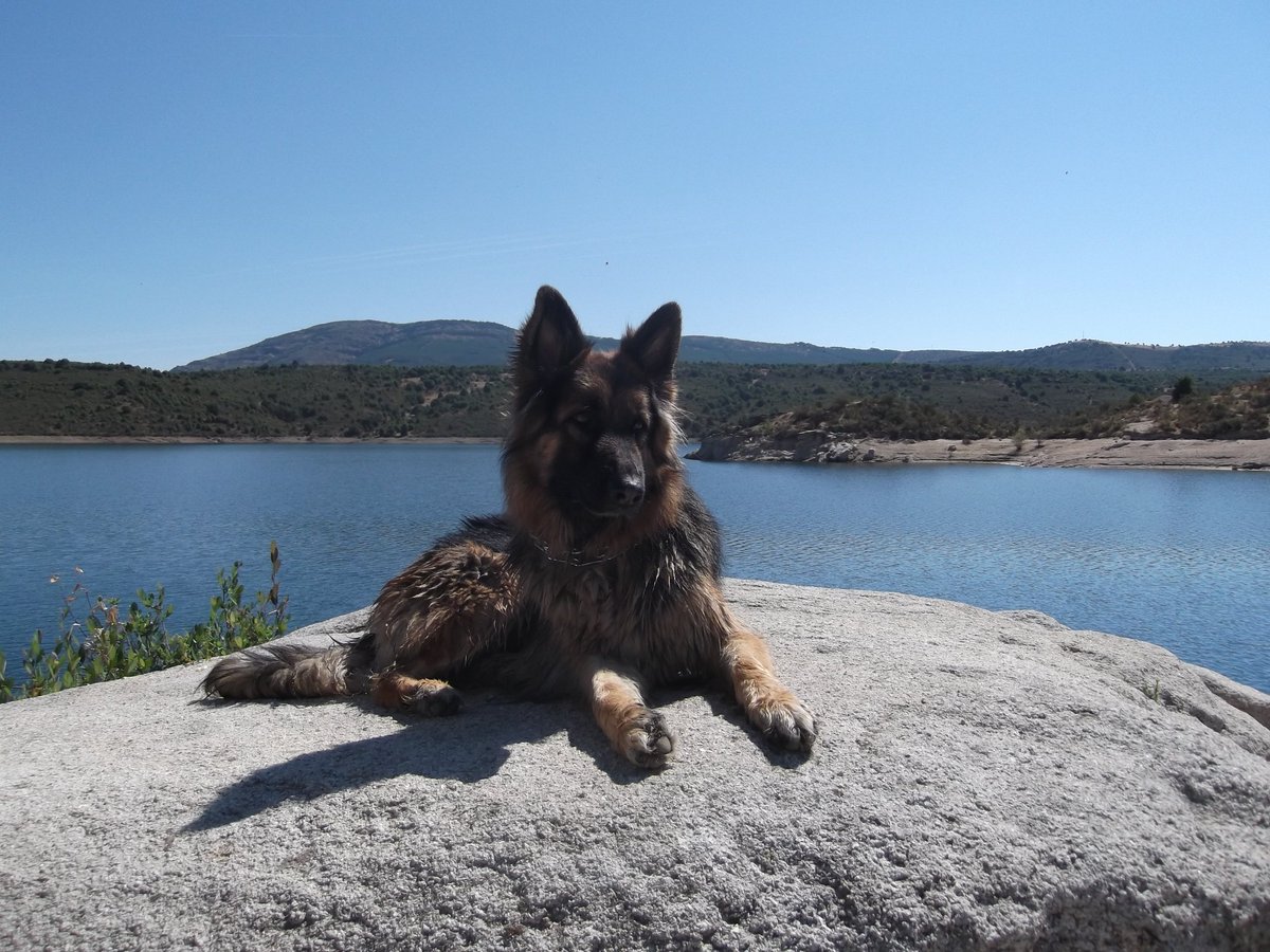 NuriaCruzSa's tweet photo. Onak, inteligente, guapo, el principe de la casa!! #QuieroMasAMiPerro https://t.co/uVXXuZyLIq
