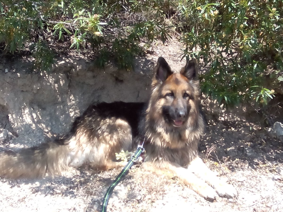 NuriaCruzSa's tweet photo. Onak, inteligente, guapo, el principe de la casa!! #QuieroMasAMiPerro https://t.co/uVXXuZyLIq