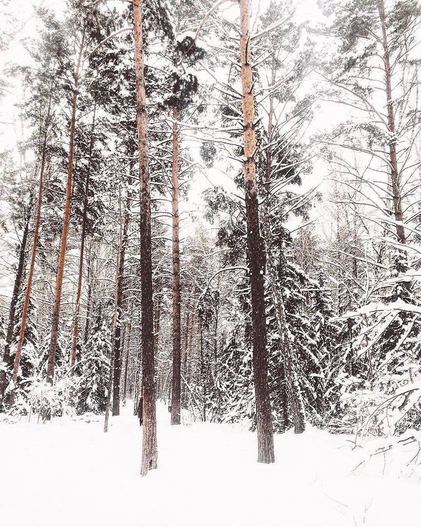 InstaNskAkadem's tweet photo. ☃
#siberia #winter #nsk #daybyday #vsco #vscocam #vscorussia #instagood #instansk #nature #natgeo #natgeoru #beauty… https://t.co/ya0PQz7qPA