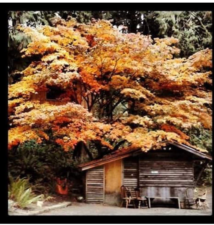 NorfolkChippy's tweet photo. Loving this from treehouse point #instagram #woodbuilding #logcabin #treehouses @CampHappyValley #norfolk https://t.co/uM8iIYz1Ln