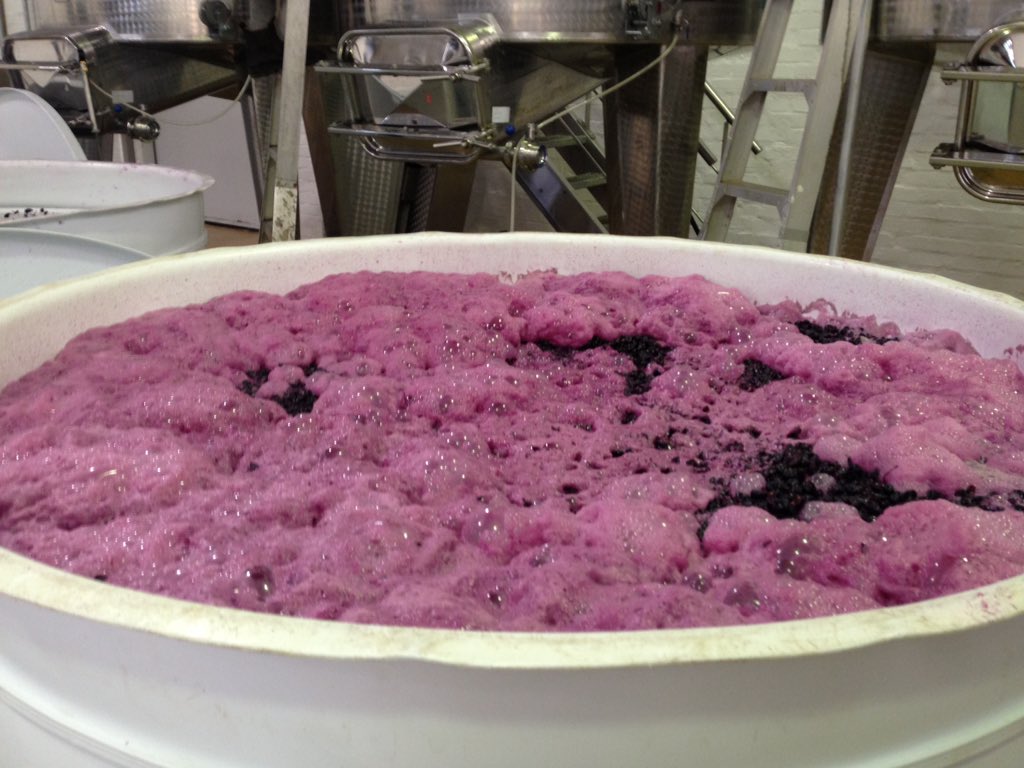 annemchale's tweet photo. #Steepside #Syrah harvested on Wednesday bubbling away nicely @keermont https://t.co/9RIKMjYI7P