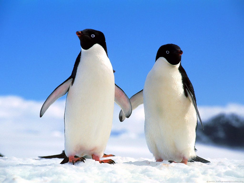 A male Penguin searches the beach for the perfect pebble to give to his favourite female, as a proclamation of love