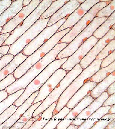 E.B.6# Amusant lab#observe#microscope# Cellule d'oignon@ DawhaHigh School