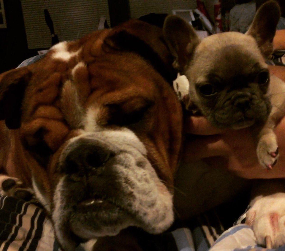 Daisygirl1023's tweet image. @omnommona just got one a week ago-best decision ever-plus my English  bulldog! #solovable!