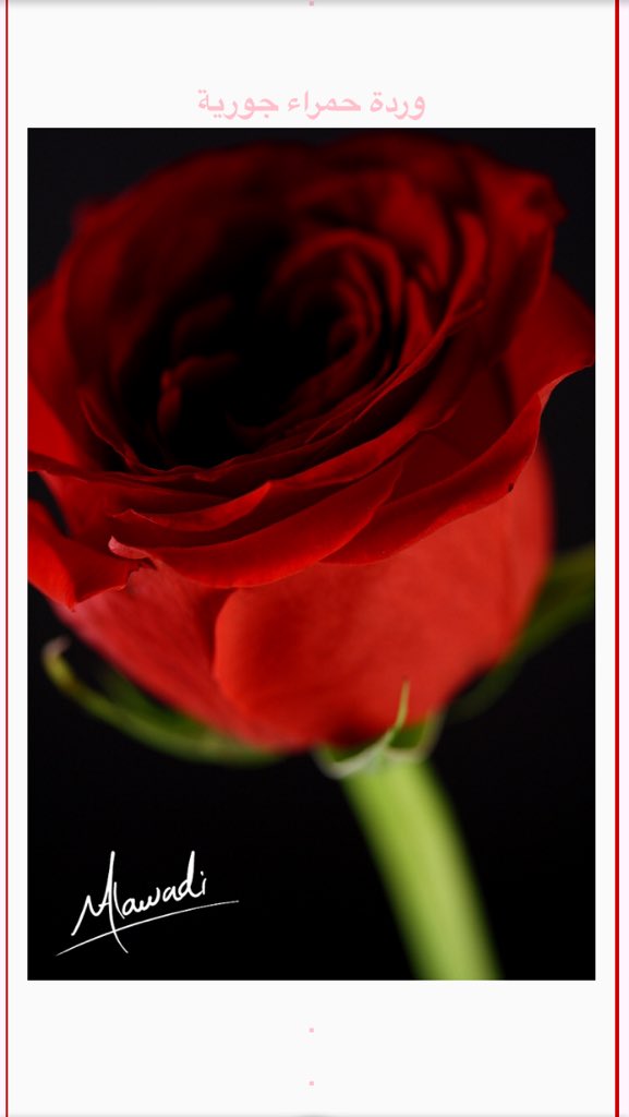 foadking11 tweet picture