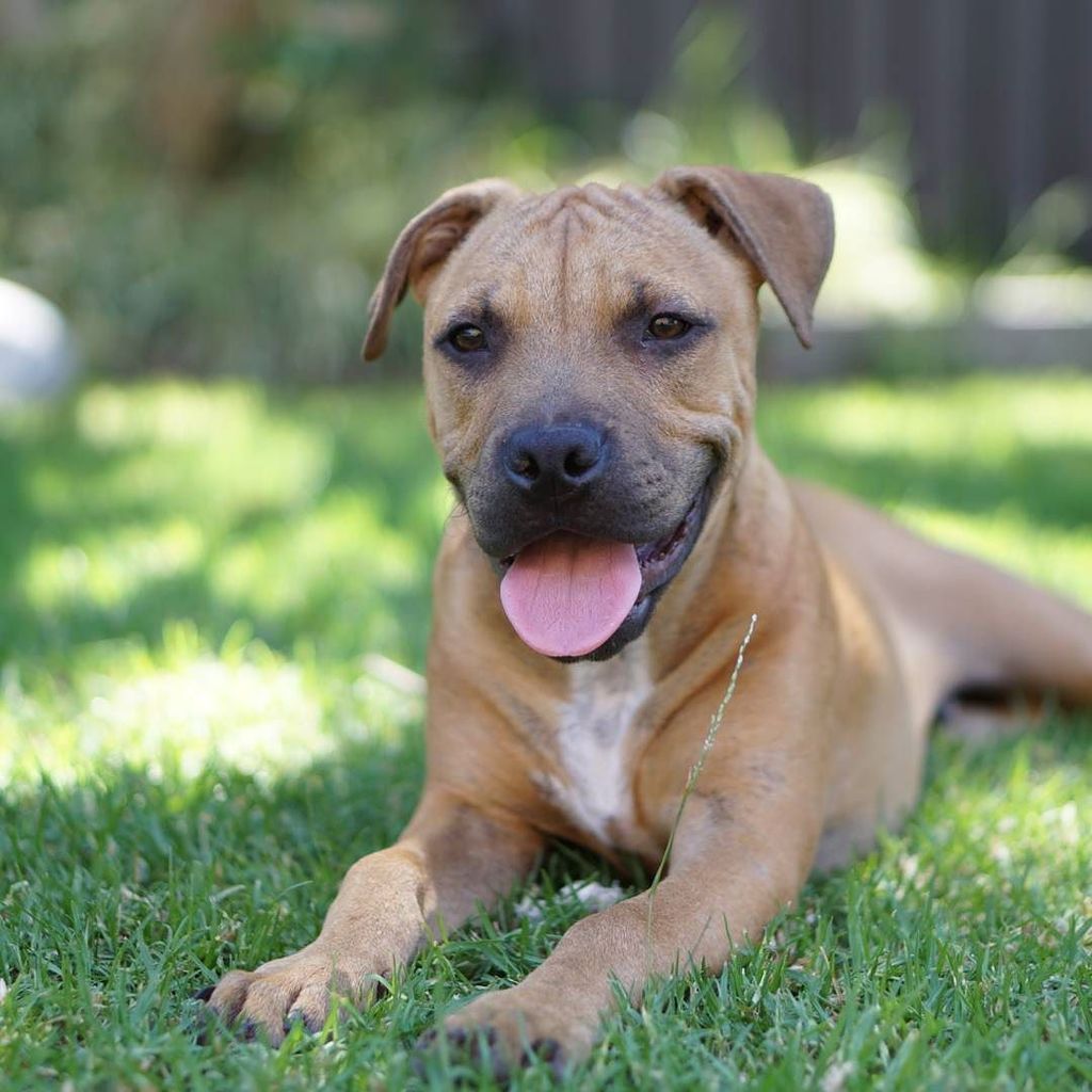 Cinemanimo1's tweet image. ift.tt/1UOIcTu My puppy Brody ❤ #fms_apet #fms_pet #fmsphotoaday #staffy #englishstaffy #puppy #dog #fund…