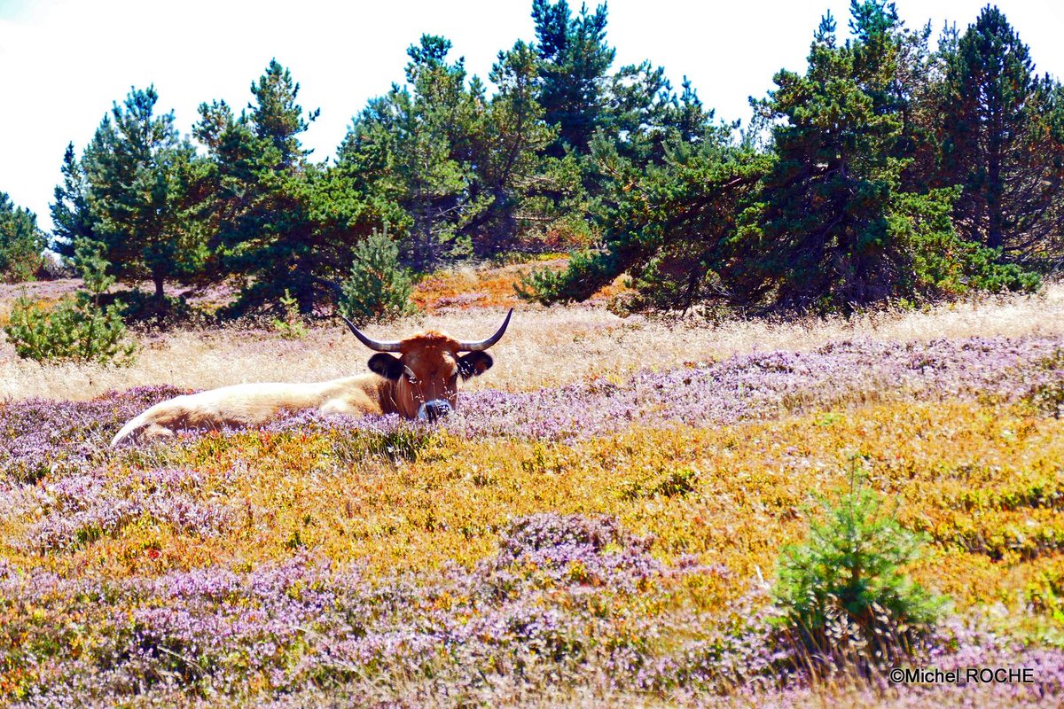 CevennesPassion's tweet photo. Une petite fleur dans une peau de vache....
une jolie vache déguisée en fleurs.... https://t.co/9gDoUEKXDu