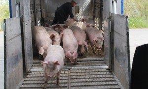 topagrar's tweet image. . #Russland nicht mehr auf europäisches #Schweinefleisch angewiesen #embargo bit.ly/210AXeQ
