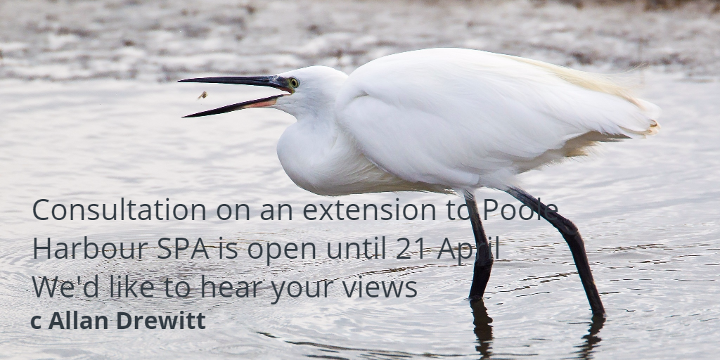 Consultation on an extension to Poole Harbour SPA - we want to hear from recreational users