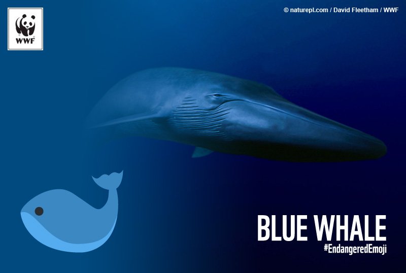 WWF's tweet photo. 🐋 Blue whales are vulnerable to effects of climate change #EndangeredEmoji https://t.co/B9BWioNaQ1 https://t.co/dt2w6L5S89