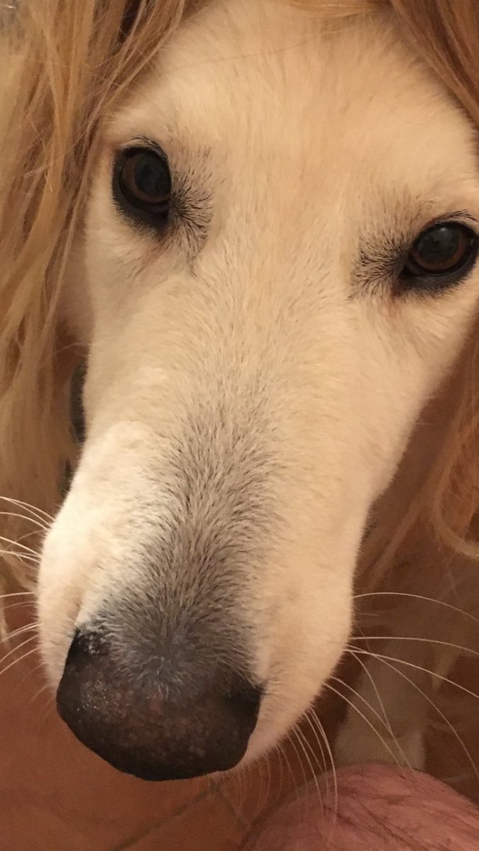 O Xrhsths Yarasky Sto Twitter Esilejoy Thanks Er Zijn Teveel Mooie Honden Haha