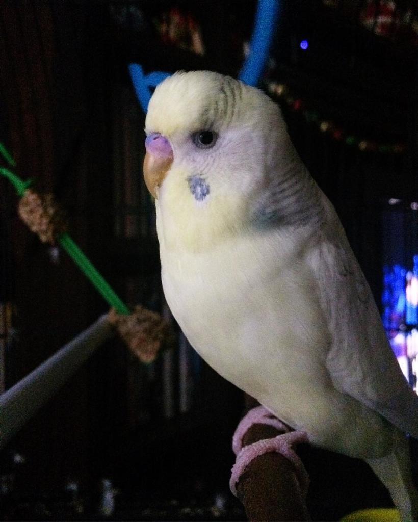 thetellyhope's tweet image. #fms_pet #fmsphotoaday #photoaday #365project #cookieboy #cookiebird #bird #birdstagram #b… ift.tt/1KMpyLr