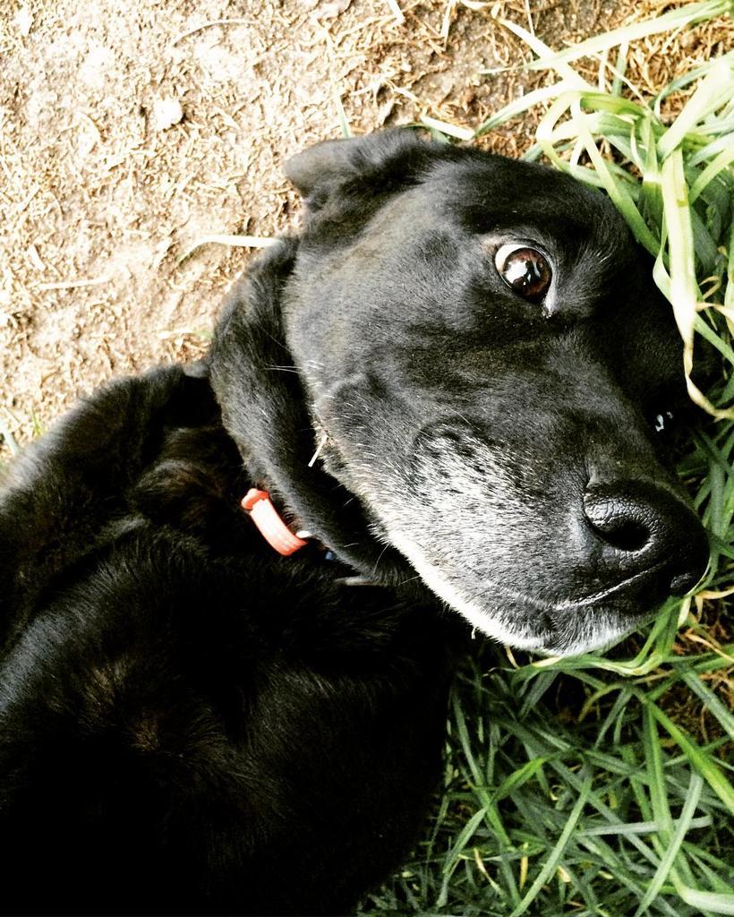 thetellyhope's tweet image. #fms_pet #fmsphotoaday #photoaday #365project #fonziepuppy #poopala #blacklab #labrador #d… ift.tt/1ocD94V