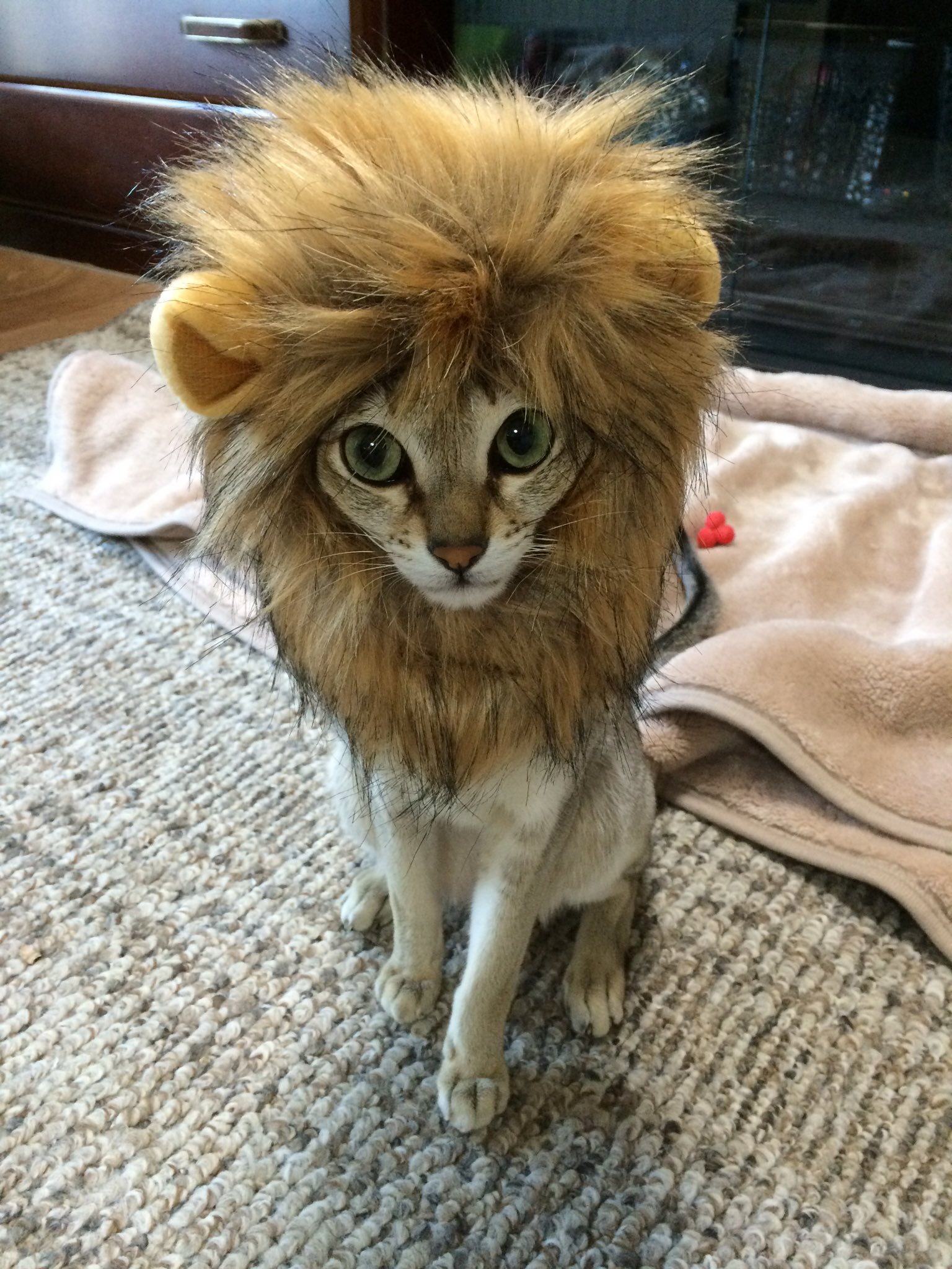 りりす 人生に乾杯 猫ライオン 被り物猫 チャラ男にも見えなくもない シュールと言えばシュール カメラ目線 シンガプーラ Singapura 猫 ネコ Cat T Co Baiaspfukl Twitter