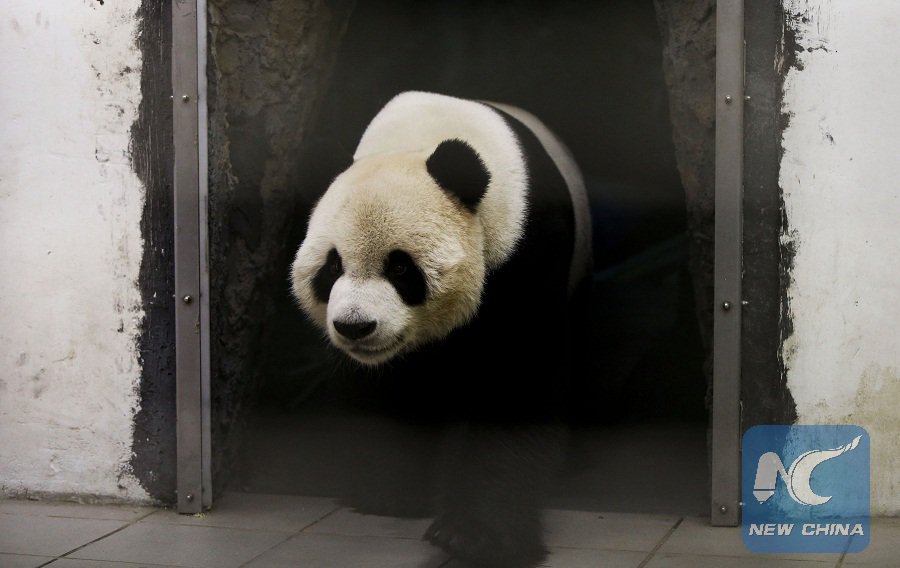 China Xinhua News tweet media