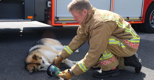 GoodVetPetGuide's tweet image. .@helpsmokeypaws is working towards donating #pet life saving oxygen masks to #UK fire brigades &amp;amp; first responders