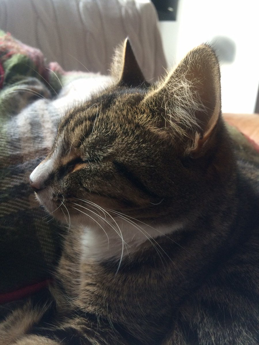TheLifeOfMadge's tweet photo. The Sad Human #helpterry https://t.co/EOFZm6m9md https://t.co/11Zs4KOHZE