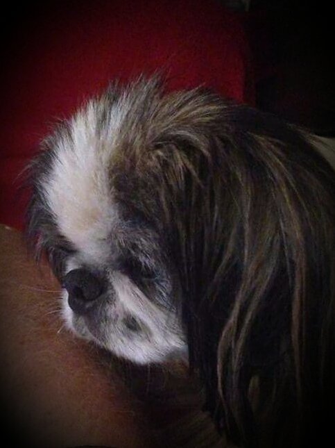 Elzantemusic's tweet image. Day 13 of February
Photo-A-Day challenge
Pet
#fmsphotoaday
#fms_pet 
@FatMumSlim