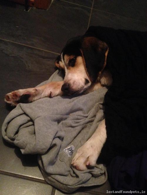 lostfoundpets's tweet photo. A male dog was found on 31/01/2016 in The Local Area, #Threemilehouse https://t.co/91BZlPwTPw #fpie https://t.co/qIlw2Rcsfg