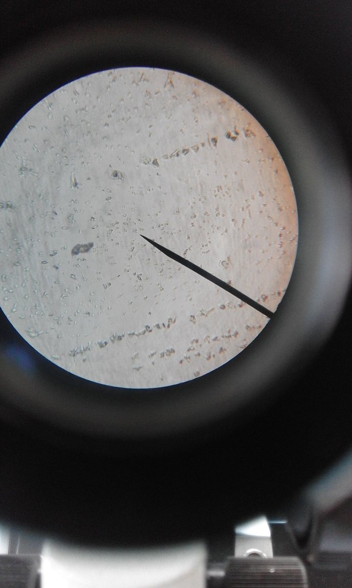 skyseverino_'s tweet photo. a strand of hair, leaf &amp; r own saliva from cheek lining with &amp; w/o iodine solution under Microscope!! 🔬 #ZoologyLab https://t.co/vbsS2qalQv