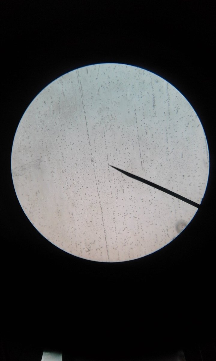 skyseverino_'s tweet photo. a strand of hair, leaf &amp; r own saliva from cheek lining with &amp; w/o iodine solution under Microscope!! 🔬 #ZoologyLab https://t.co/vbsS2qalQv