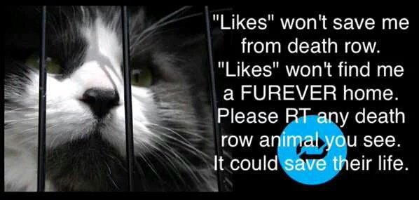 StopKillingAnimals tweet media