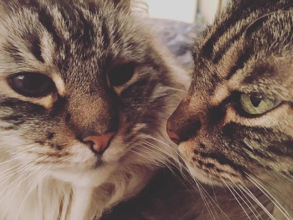 circlingsquare's tweet image. #sweetkittys #fmsphotoadayfeb #fms_pet #catsofinstagram #cats #kitty #pumpkinbears #caturday #catstagram by emjtx