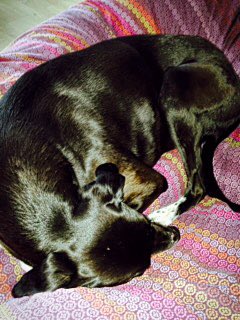 RupertB53's tweet image. Mummy's brave little soldier , still recovering after having a rotten tooth out ...  @dogcelebration @Pets_Time 🐾😘❤️