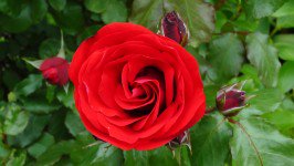 Valentines Psychic Love Readings here for free:  tofreepsychicreadings.com  #Happiness #psychic #love