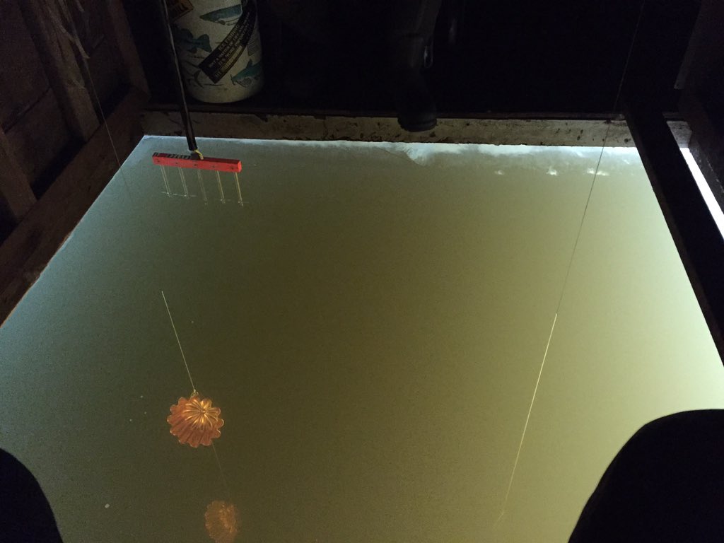 levitatedbacon's tweet image. Here fishy fishy...