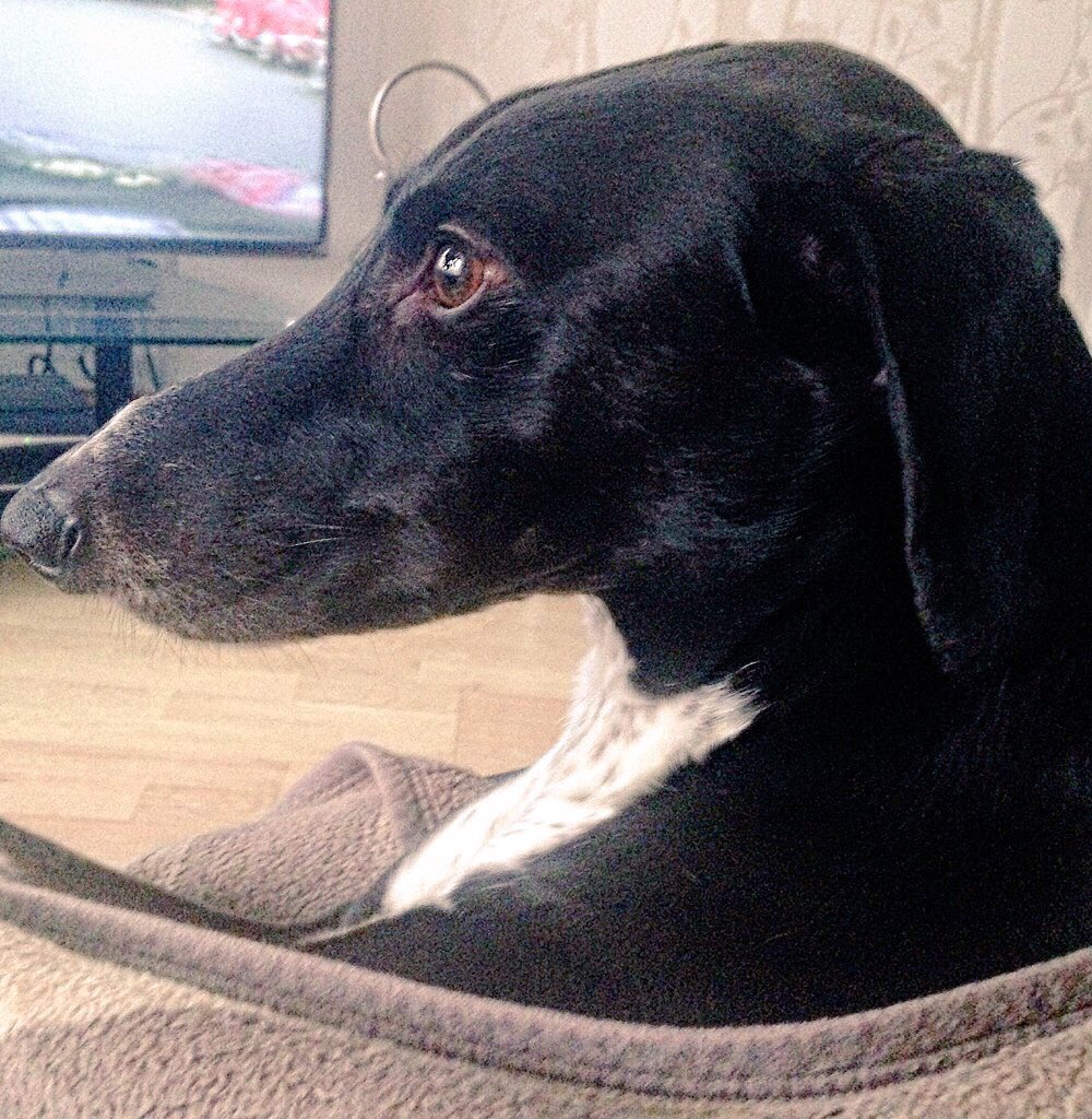 RupertB53's tweet image. #Valentinesweekend    Least I will get a tongue kiss off my Rupert 🐾🐾🐾😜❤️ @WayTooViral @Pets_Time @dogcelebration 🌹