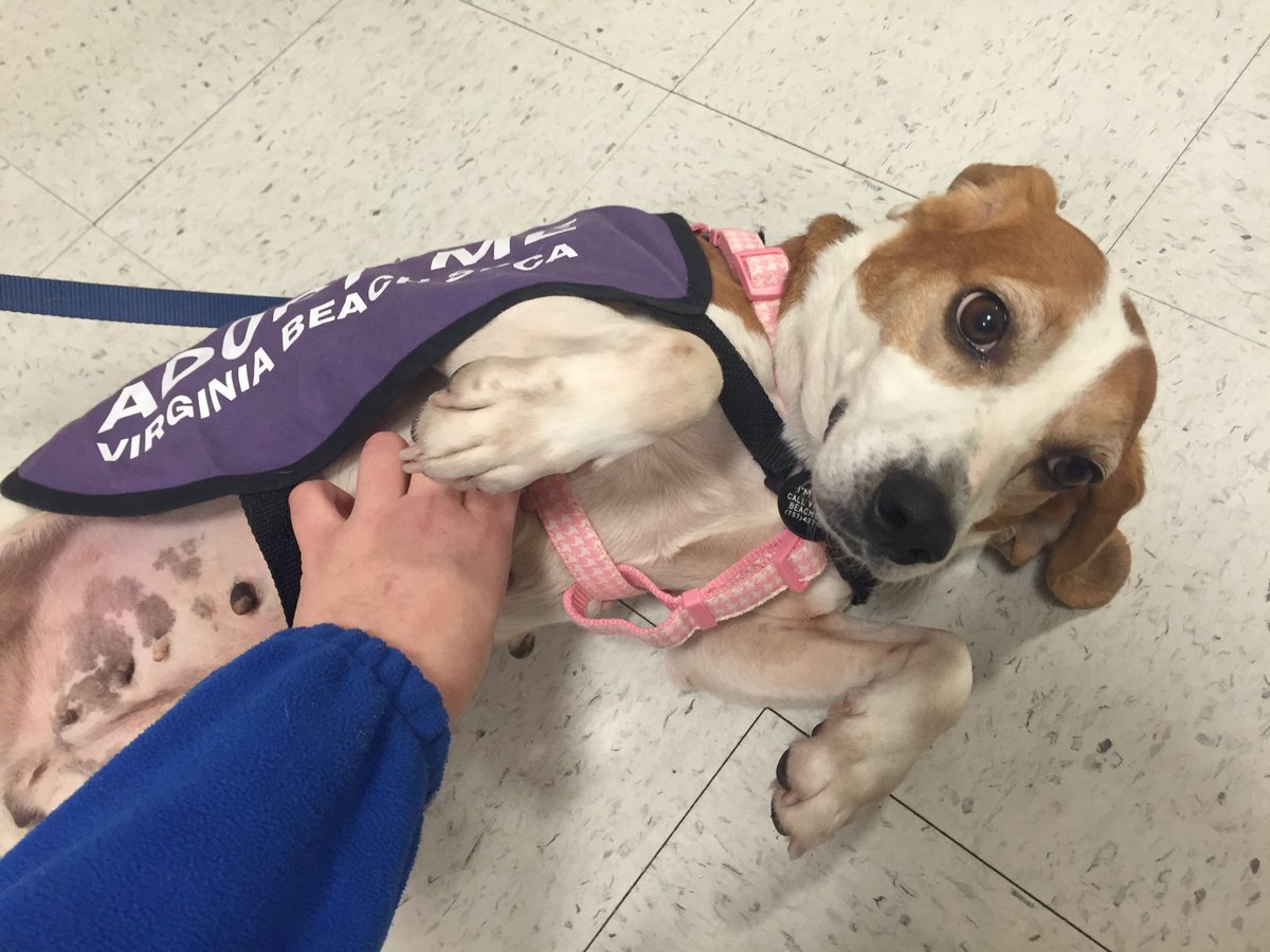 1171Petsmart's tweet photo. Come rub sweet Thelma's belly! She'll be here till 4pm looking for her forever home! #adopt @vbspca https://t.co/fyre29AosM