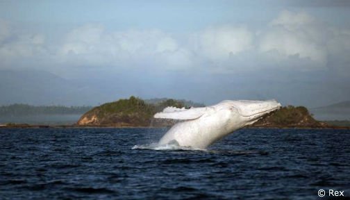 OurOcean's tweet photo. See the rare and mysterious white whale spotted near New Zealand. https://t.co/mXrFgJcwnW via @MSNNZ #WorldWhaleDay https://t.co/RSfs4uLcdG