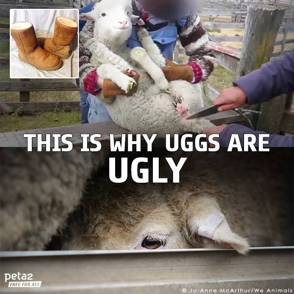uggs are often made from the skin of abused & terrified sheep. sheep