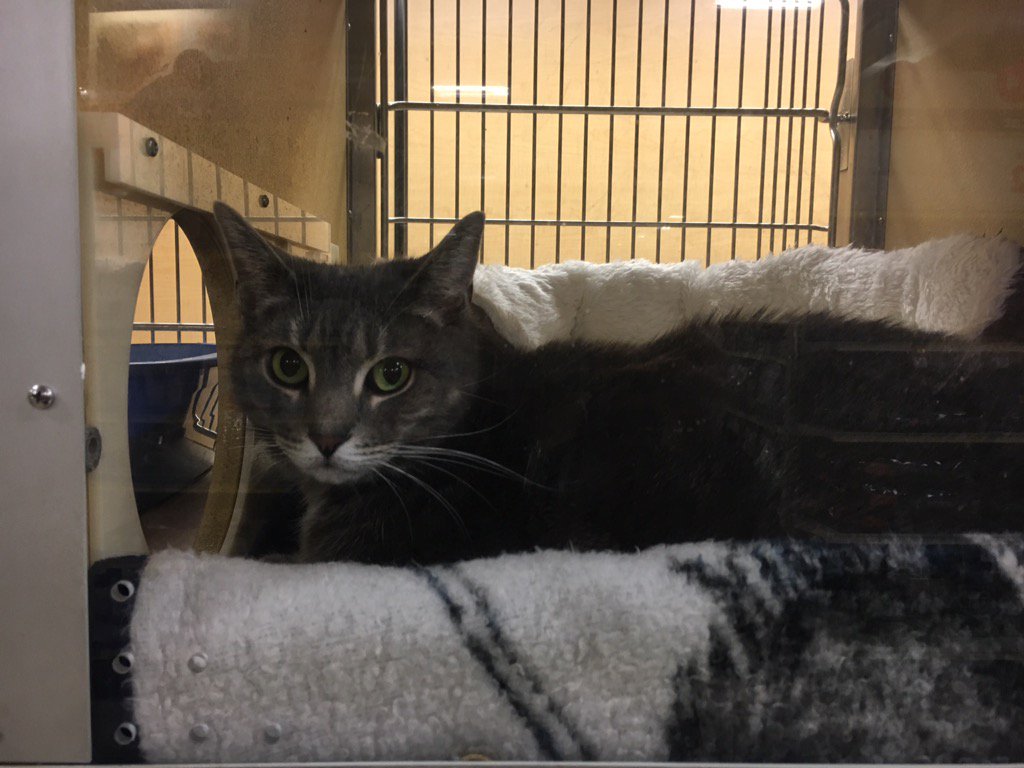 hdmuscle12's tweet photo. Lets not forget the kitty cats at#adoptlove @1651@petsmart https://t.co/8DTe4loyyR