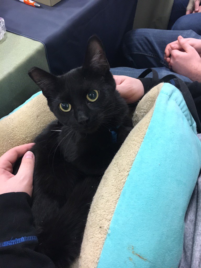 hdmuscle12's tweet photo. Lets not forget the kitty cats at#adoptlove @1651@petsmart https://t.co/8DTe4loyyR