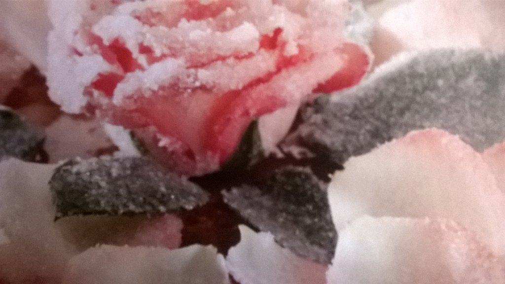 valechef2's tweet photo. Rose rosse per te...san valentino tra le Rose..🌹 https://t.co/zMJMQqOrIJ